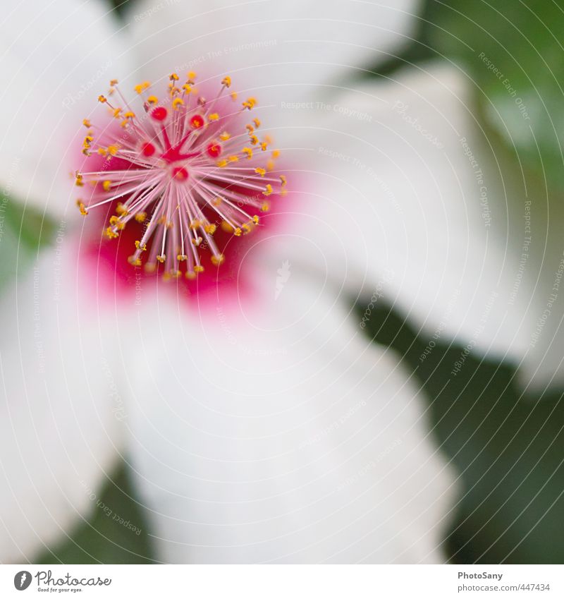 a little Hawaii Nature Plant Flower Esthetic Green Pink White Macro (Extreme close-up) Colour photo Exterior shot Copy Space right Day Blur