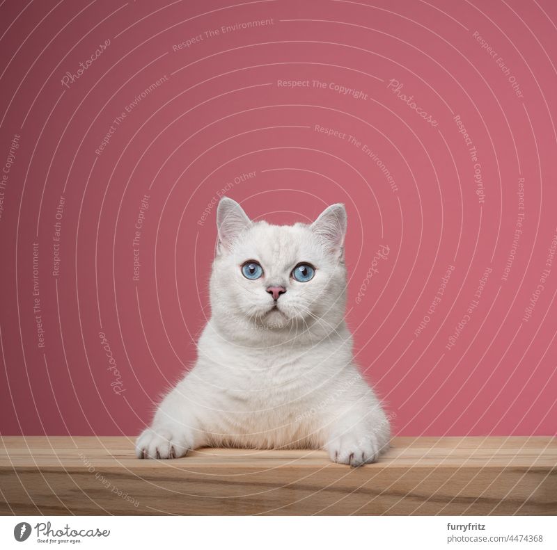 cute white cat leaning on wooden counter portrait on pink background one animal indoors studio shot pets purebred cat british shorthair cat fawn beige blue eyes