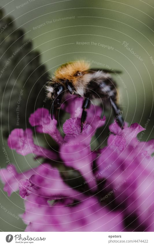 Close-up of a bumblebee sitting on a purple flower with blurry green background blurry background close-up conservation cute environment environmentalism fur