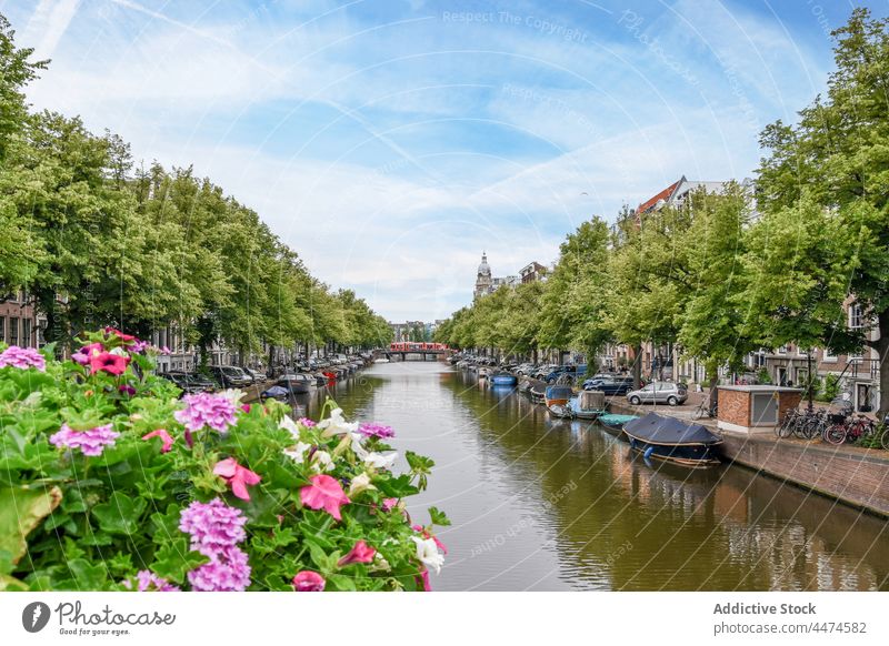 Various boats moored on canal flowing in city district plant flower building residential scenery sightseeing picturesque tree channel bloom sunny tranquil