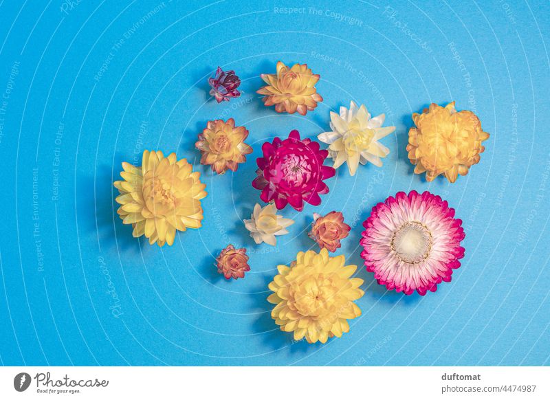 Scattered straw flowers on blue background, flatlay Flower layflat Blossom Paper Daisy Dry Plant Nature Neutral Background Background picture Decoration Pink