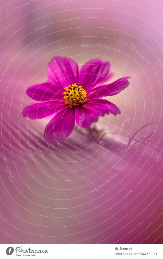 Macro photo of a pink flower, jewel basket Flower Blossom Cosmos Autumn Plant Blossoming Nature Close-up Pink pretty Exterior shot Garden Blossom leave Delicate
