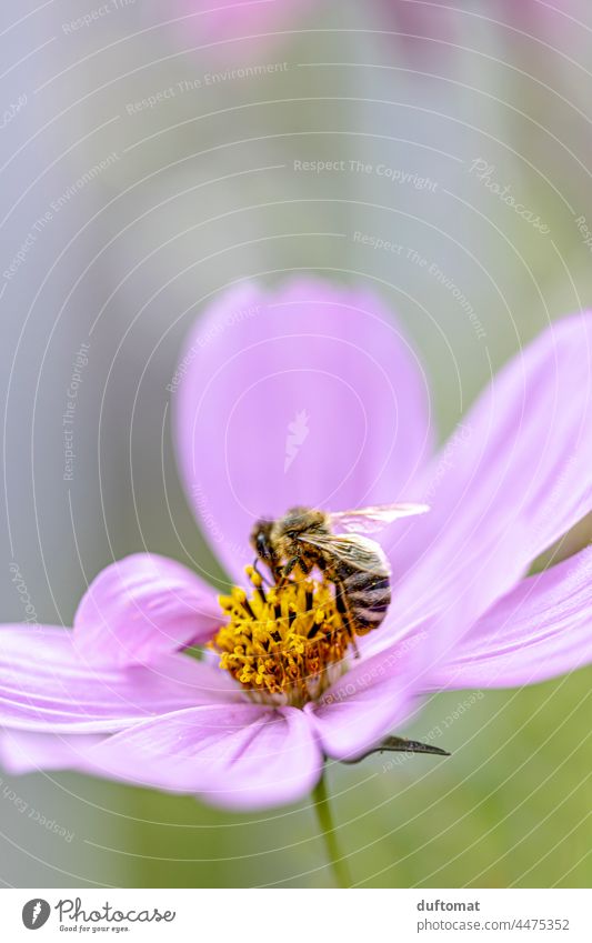 Macro photo of a bee on a pink flower, jewel basket Bee Diligent Flower Blossom Cosmos Plant Blossoming Nature Close-up Grand piano Pink Insect pretty