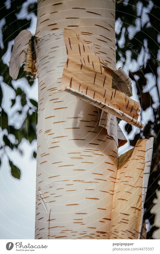 Bark of a birch tree peeling off Tree Tree trunk Tree bark Birch tree Birch bark birches Nature Skin Plant Flake off flaking Deserted Exterior shot Forest