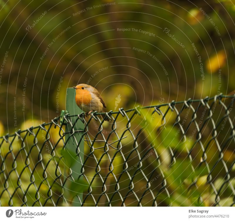 Robin dreaming in the evening light Robin redbreast Exterior shot Colour photo Deserted Wild animal Shallow depth of field Animal portrait Cute Small