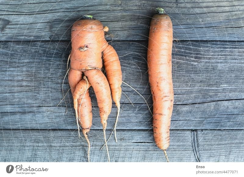 Ugly forked deformed carrot vs regular straight one on wooden background carrots ugly funny weird even shape gardening table vegetable food root unusual fresh