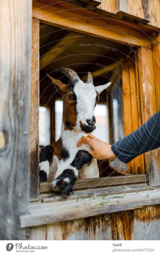 petting zoo Petting zoo Caress Stroke goat He-goat Window Barn Keeping of animals Animalistic Speckled blotchy Affection cute cuddly Pelt Bavaria Alpine pasture