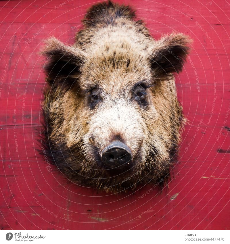 pigs' EIRY Wild boar Swine Head Trophy Wall (building) Red Animal Animal protection Wild animal Hunting Hang Macabre