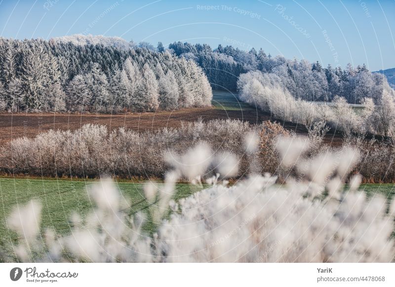 sugared chill Frost Winter winter Winter mood Winter forest Cold Ice ice crystals icily snowflakes snow-covered Treetops Sugared powdered Field fields trees