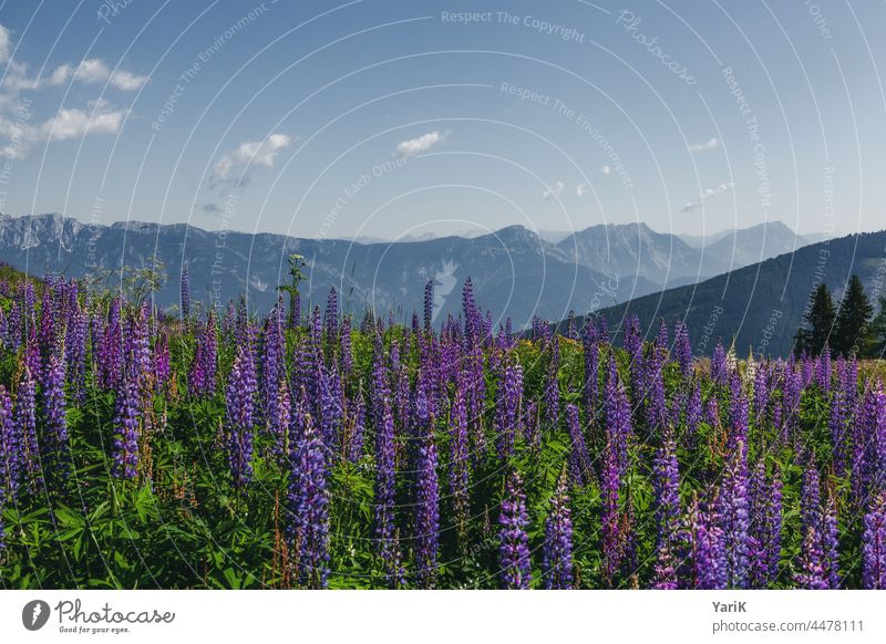 Lupine Mountain Lupin blossom Lupines flowers purple blossoms mountains Mountain range Summer Schladming Austria Alps Nature outdoor Meadow Green Blue