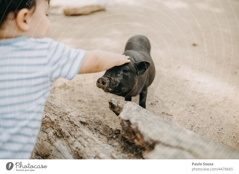 child caresses little pig Child Caresses Pig childhood 1 - 3 years Love of animals Farm Infancy Colour photo Animal Exterior shot Human being Day Cute Pet