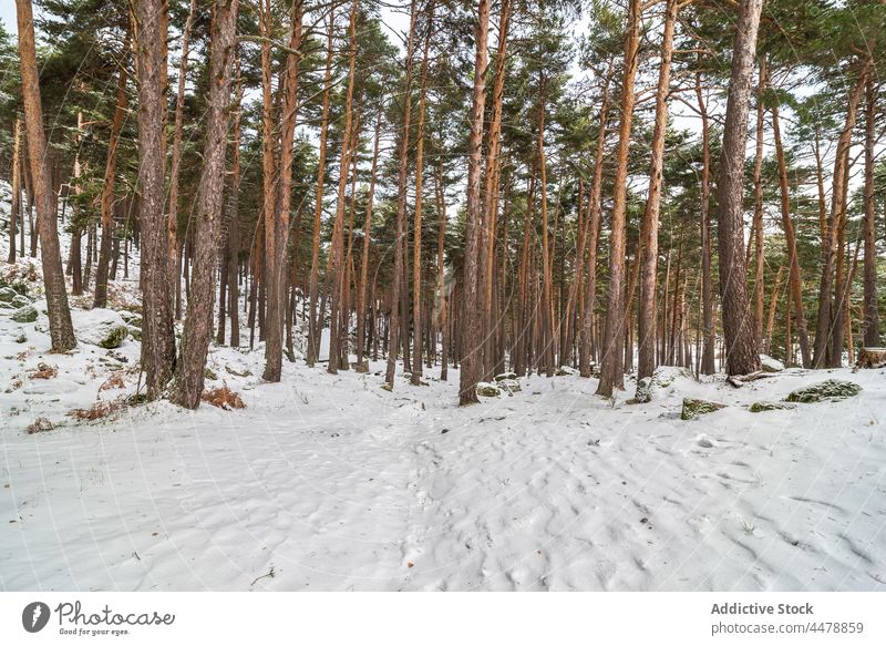 Winter forest with tree trunks woods snow nature winter hoarfrost woodland frozen environment dense weather cold grow plant rime sierra de guadarrama national