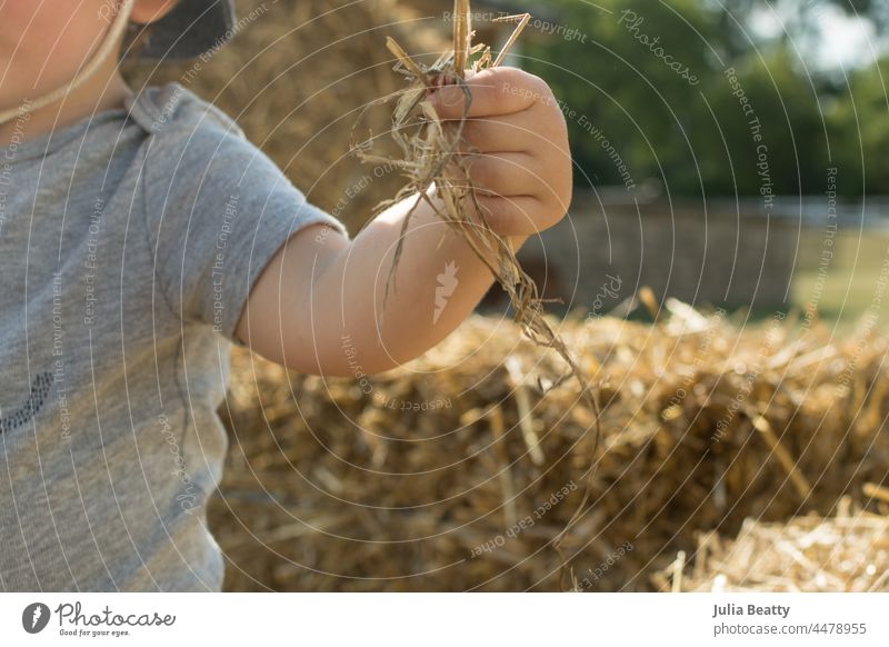 Toddler holding a handful of straw at a fall festival; hay bales behind her toddler grasp sensory play explore smell autumn celebrate pumpkin patch climb sit