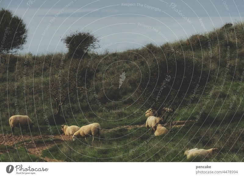 love of animals | paradise on earth Sheep sheep Flock Free Peaceful Paradise dunes Denmark Landscape Herd Group of animals Wool Lamb's wool Grass Nature