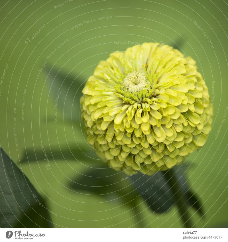 green ball of flowers against green background Flower Green Blossom zinnia Fragrance Close-up Nature Plant Blossoming Colour photo Garden Summer