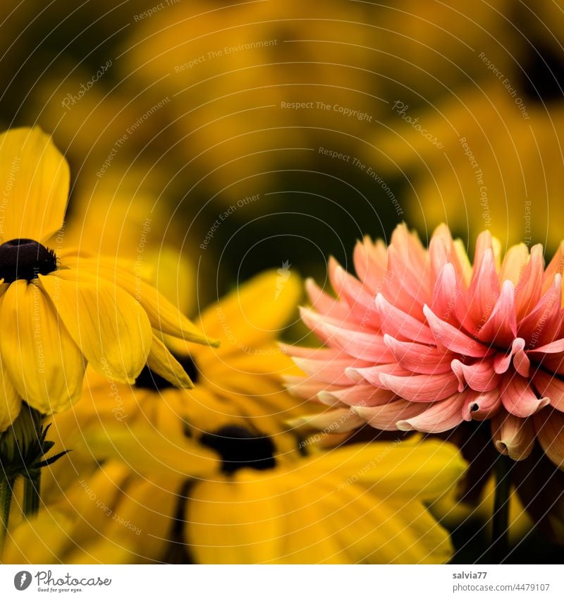 Summer flower, coneflower and dahlia flowers Rudbeckia Flower Blossom Nature Garden Plant Blossoming Colour photo Yellow Pink Close-up Fragrance Deserted