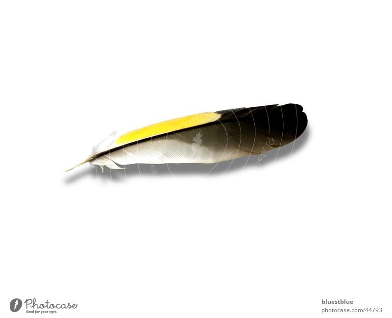 as light as a feather Transport Feather