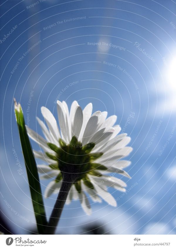 Towards the sun! Meadow Daisy Clouds Grass Blade of grass Spring day Growth Flower Under Sun Blue Sky Blossoming