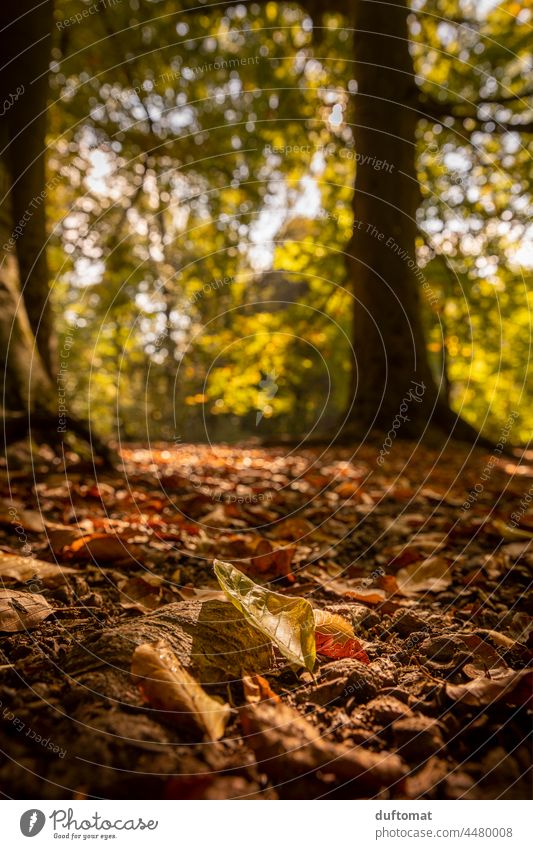 leaf-covered forest floor in autumn Forest Ground Autumn Orange golden Tree Nature Leaf To fall Ambience Seasons background Park Colour naturally Plant Light