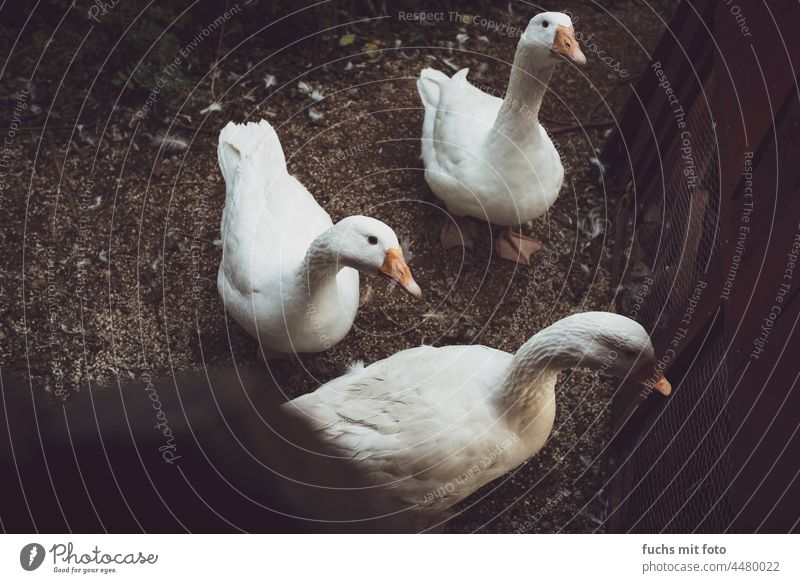 Geese on a farm Goose geese White egg-fenced Beak Mood lighting Bird Animal Nature Colour photo Feather birds Environment Poultry Farm Keeping of animals