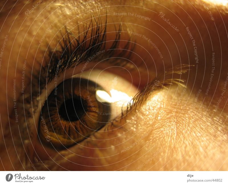 - REHBRAUN - Pupil Eyelash Brown Roe deer Woman Looking Eyes Human being Macro (Extreme close-up) Iris