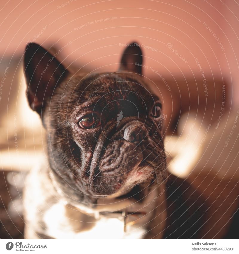dark brown french bulldog portrait indoors, light from window, serious animal adorable background beautiful black breed canine close closeup cute doggy dogs