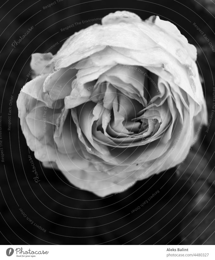 Last rose in autumn in black and white pink Autumn nearly faded Blossom Exterior shot Flower Close-up Transience Nature Plant Sadness Deserted