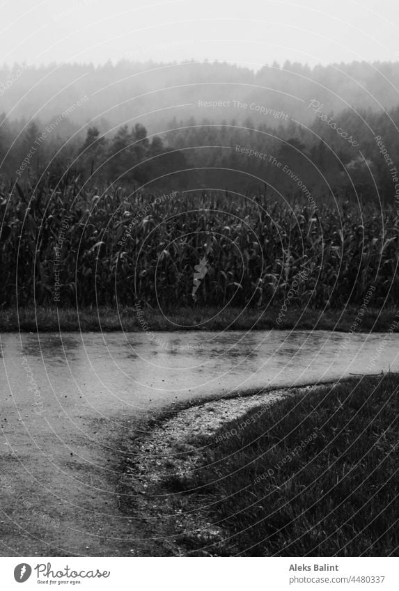 Fog and rain in cornfield in black and white Rain Maize field Autumn Landscape Nature Exterior shot Deserted Bad weather Dark Black & white photo Loneliness