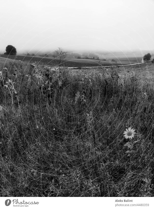 Landscape in fog with a rest of withering sunflowers in black and white Fog Sunflowers Black & white photo Exterior shot Nature Deserted Autumn Loneliness Calm