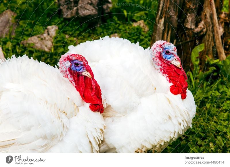 White turkeys Turkeys Agriculture Animal animal head Animal Themes animal world Beak Bird Caruncle Chicken coop Christmas Close-up Rooster House- pets Eyes Face