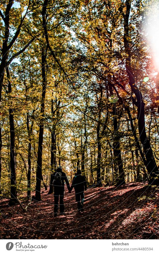 wanderlust | love of the forest Environment Exterior shot Nature Forest leaves Light Autumn Autumnal autumn mood Automn wood Sunlight Colour photo Landscape