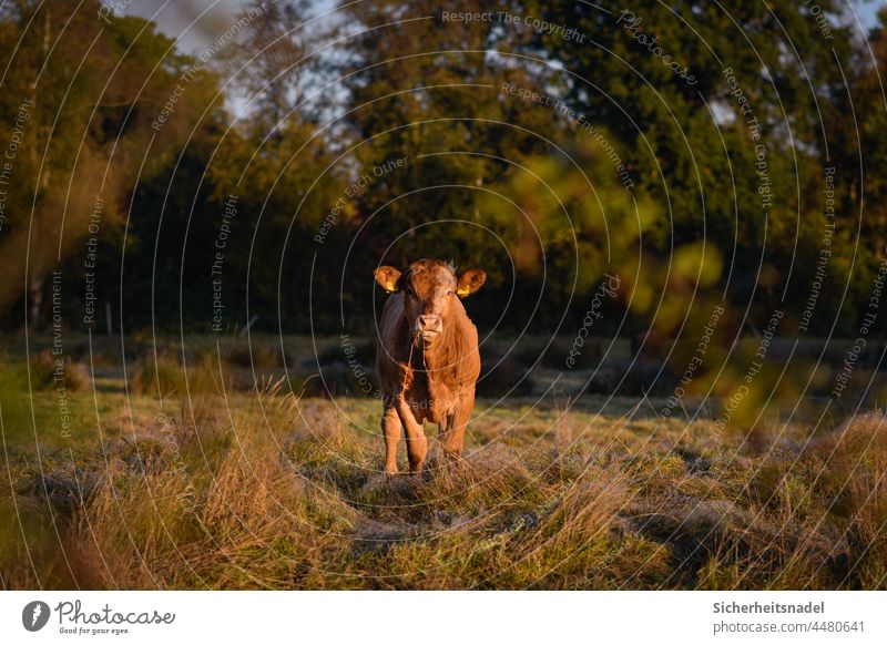 Calf in the meadow Cow Cattle Meadow Willow tree Exterior shot Animal Farm animal Agriculture Animal portrait Cattle farming Cattle breeding Country life