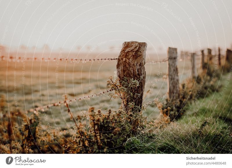 Pasture fences sunrise Fence Fence post Barbed wire Barbed wire fence Deserted Exterior shot Colour photo Willow tree Meadow Sunrise Autumnal Fresh Dew