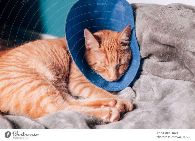 Cute ginger cat sleeps in collar after surgery cute relax bed pet orange cat home play cozy puss cones shame collar neutered companion recovery comfort house