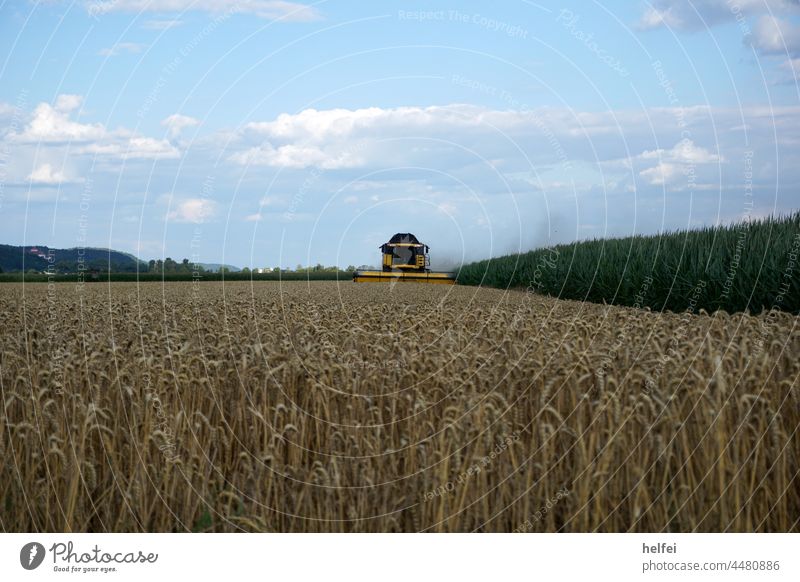 Combine harvester in the field during grain harvest with blue sky Field Harvest Agriculture Arable land Grain Wheat Nature Summer Landscape Plant Farm Growth