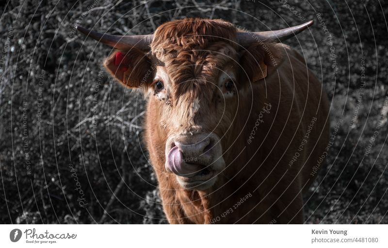 a bull putting the tounge inside the nose Bull Animal Animal portrait toungue out Nose Nature Exterior shot Animal face Farm animal Agriculture