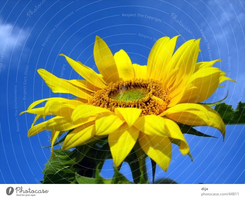 Sun - Summer - Sunflower Flower Yellow Green Clouds Leaf Blue bloom Blossoming Sky