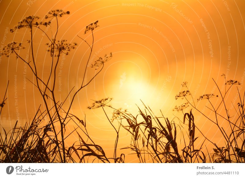 UT Teufelsmoor | Grasses against the light grasses Sun Nature in the morning Yellow Back-light Contrast
