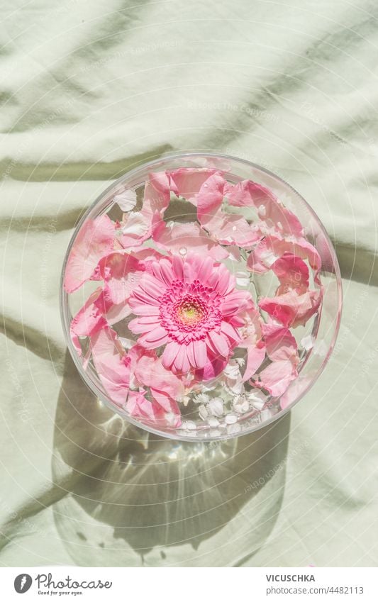 Water bowl with floating pink flowers on pastel textile. Gerbera and rose blossom in glass bowl. Natural light effects. Top view. water gerbera natural top view