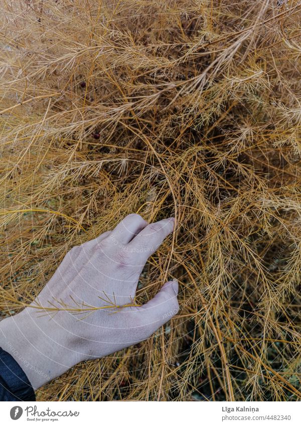 Hand touching Brown long grass female hand outdoors nature background Grass