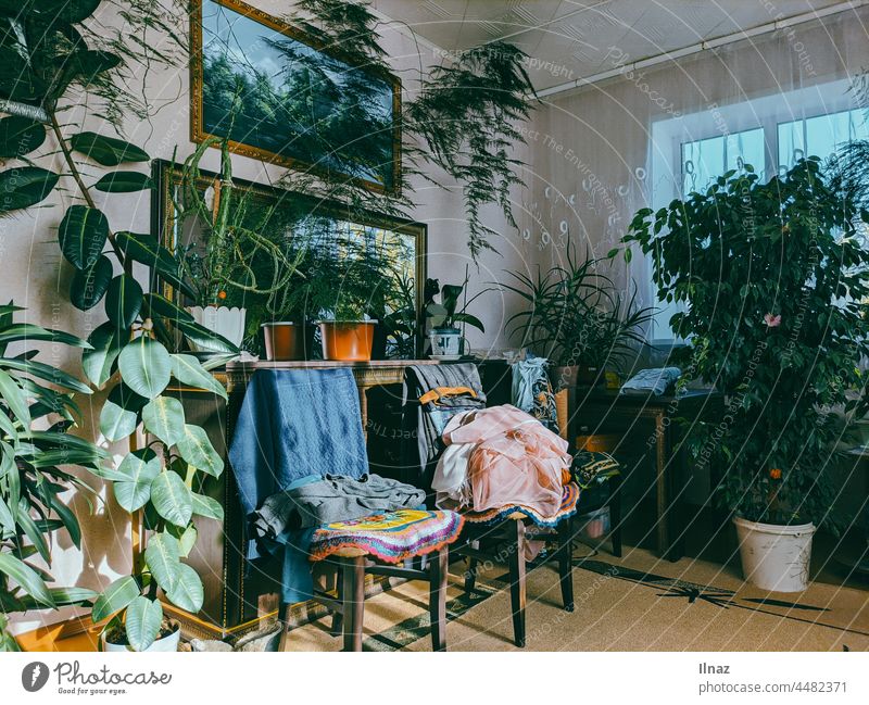 A living room on a sunny day full of plants and furniture Living room Room indoors Interior shot Interior design interior Mirror Window Carpet Chair