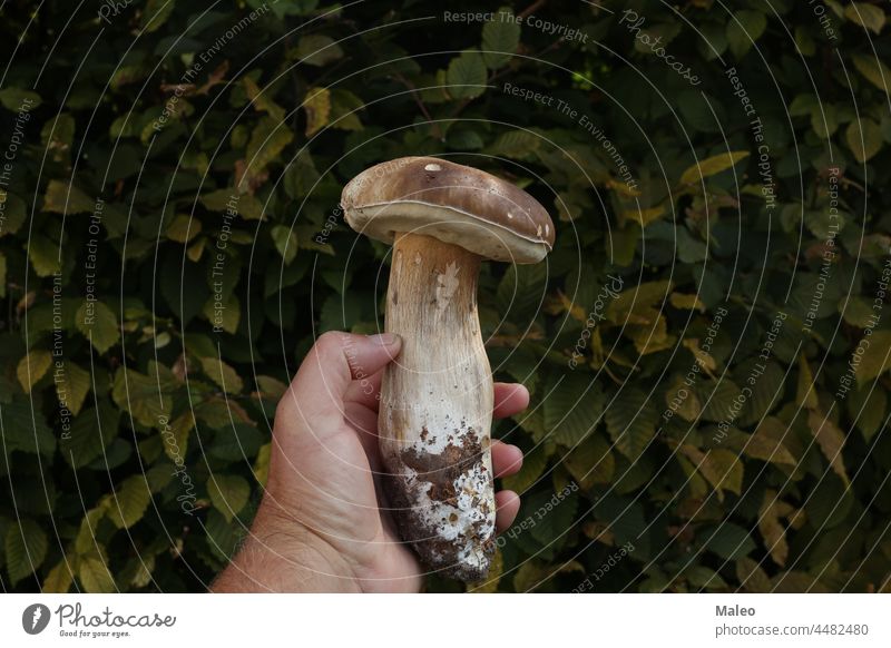 A hand with a boletus with a green background brown forest natural nature white wild autumn edible food mushroom organic fresh raw fungus harvest plant season