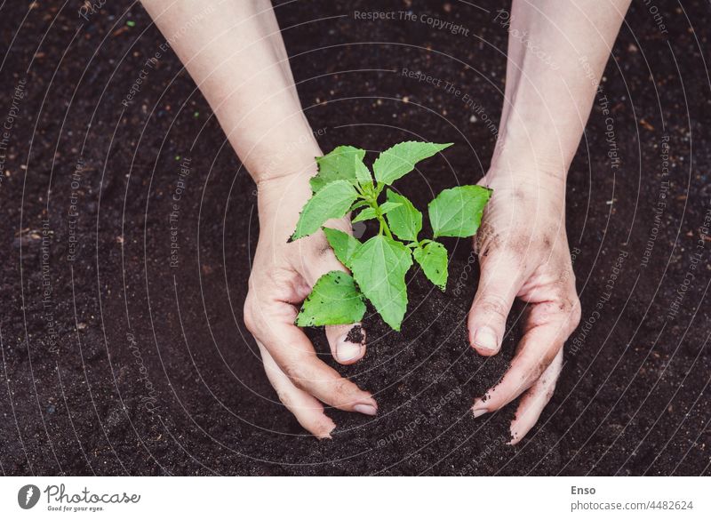 Female gardener's hands planting seedlings in the ground soil green agriculture growth spring leaf young nature sprout ecology gardening new environmental life