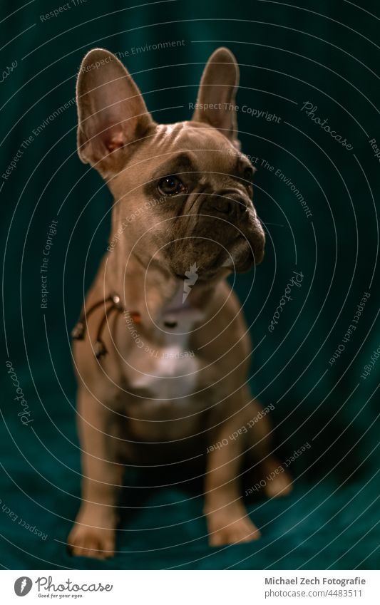 French bulldog with plain background animal pet french white domestic ears breed portrait funny cute young adorable looking puppy brown carnivore canine