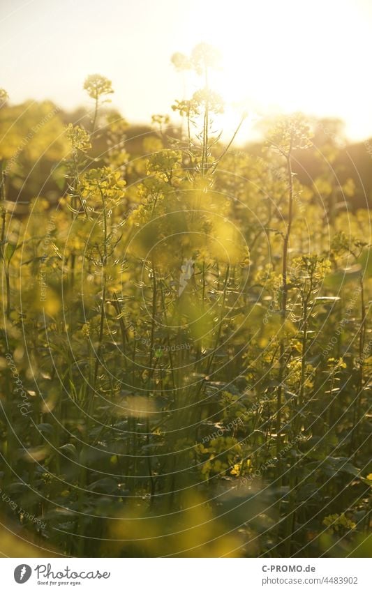 Rape field in the backlight Autumn Canola Canola field Agriculture blossom Oilseed rape flower Back-light Sunlight