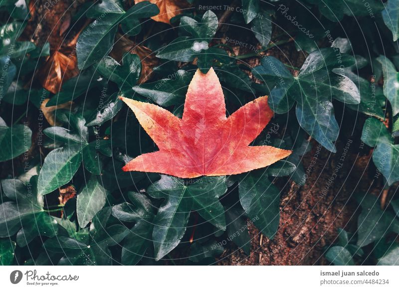 red maple leaf in autumn season red leaf red leaves nature natural foliage abstract textured outdoors background beauty fragility freshness minimal fall