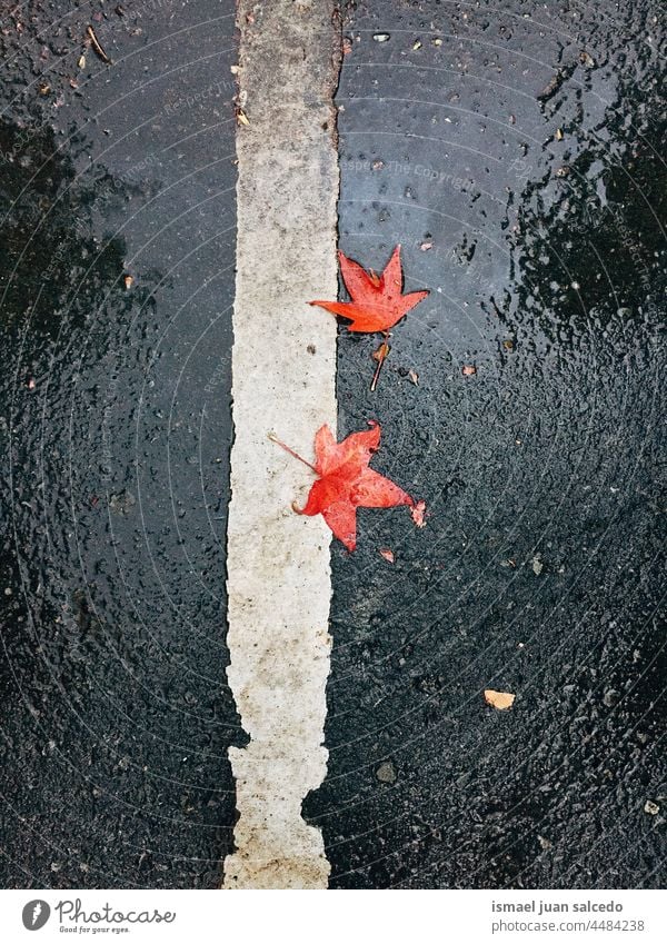red maple leaves on the ground in rainy days leaf nature natural outdoors texture textured fragility autumn fall season puddle water Autumn leaves