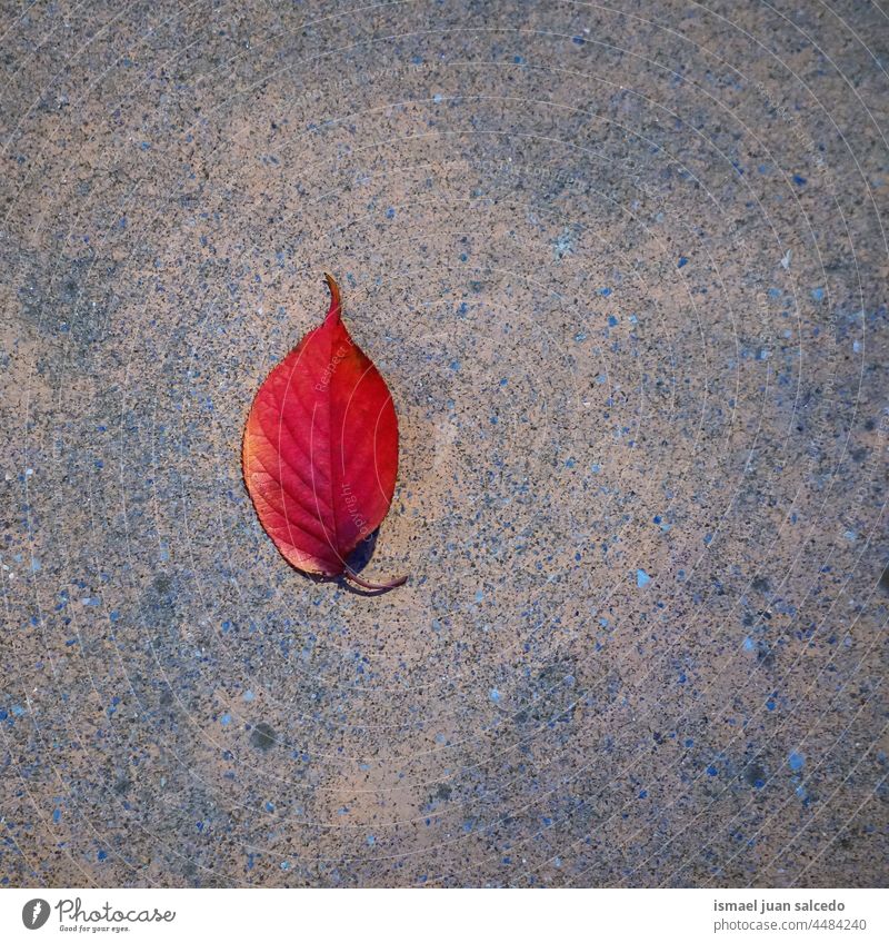 red tree leaf on the ground in autumn season alone isolated nature natural outdoors background texture textured fragility fall