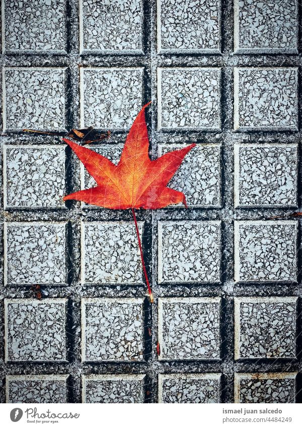red maple leaf on the floor in autumn season brown dry ground nature natural foliage textured outdoors background autumn mood autumn leaves autumn colors fall