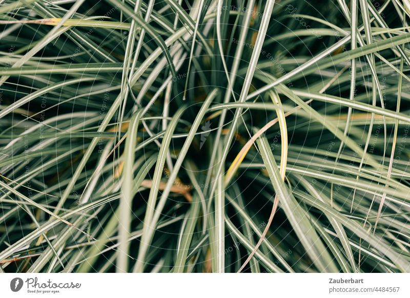 Ornamental grass in tangled patterns Nature Grass Garden Plant Swing Pattern Close-up Green Stripe mazy disheveling